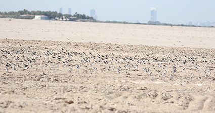 Wild bird surveys at the Onshore Block 4 Project I. (photo)