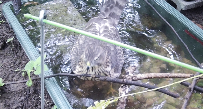 簡易水場に訪れたオオタカ (ヒナ)