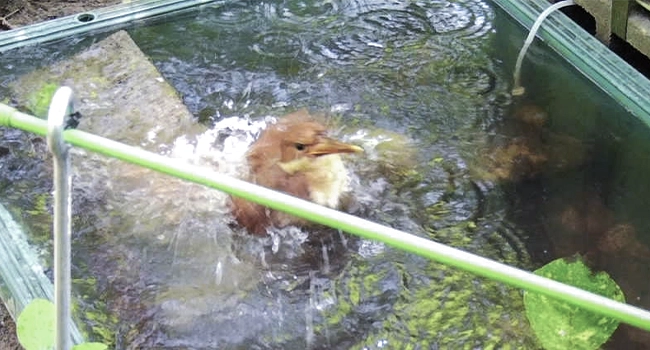 簡易水場で泳ぐカワセミ (ヒナ) 。
