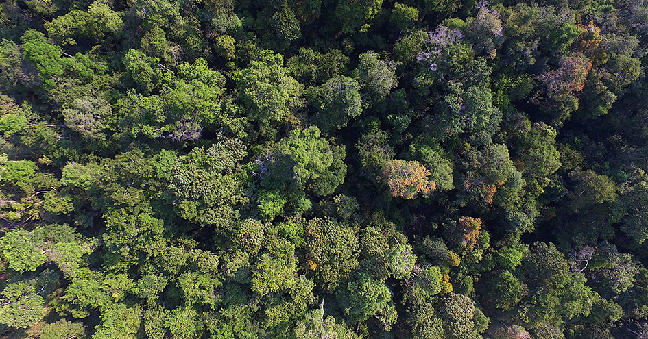Forest in Rimba Raya Biodiversity Reserve (photo)