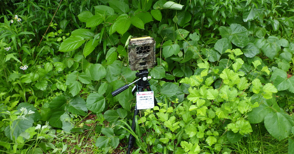 Biodiversity Survey Camera Setup (photo)