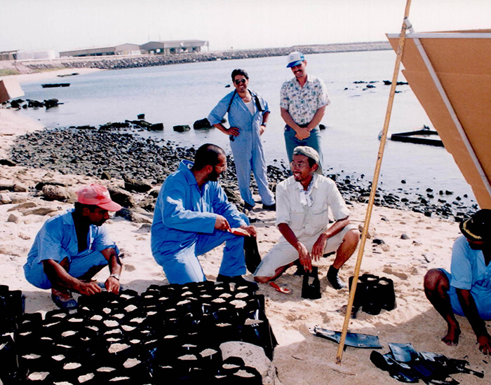 Mangrove Planting (photo)